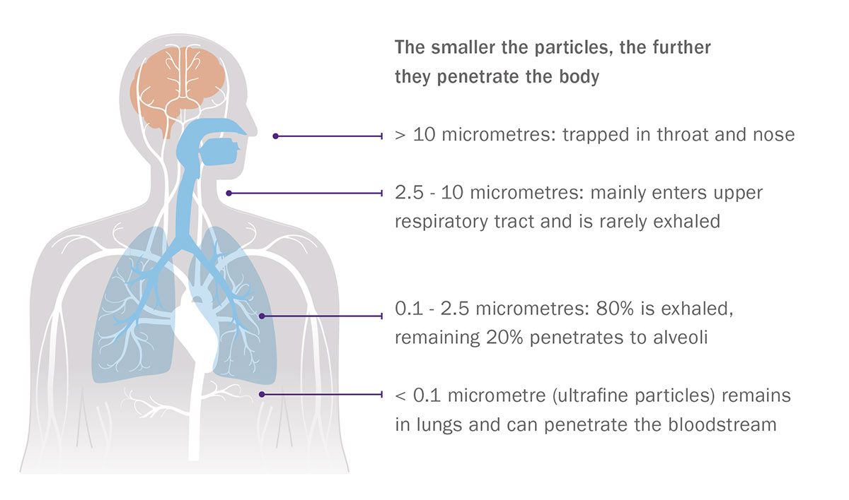 particulate matter in the body