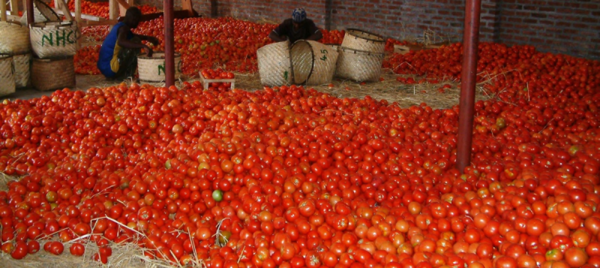 wysiwyg-tomatoes