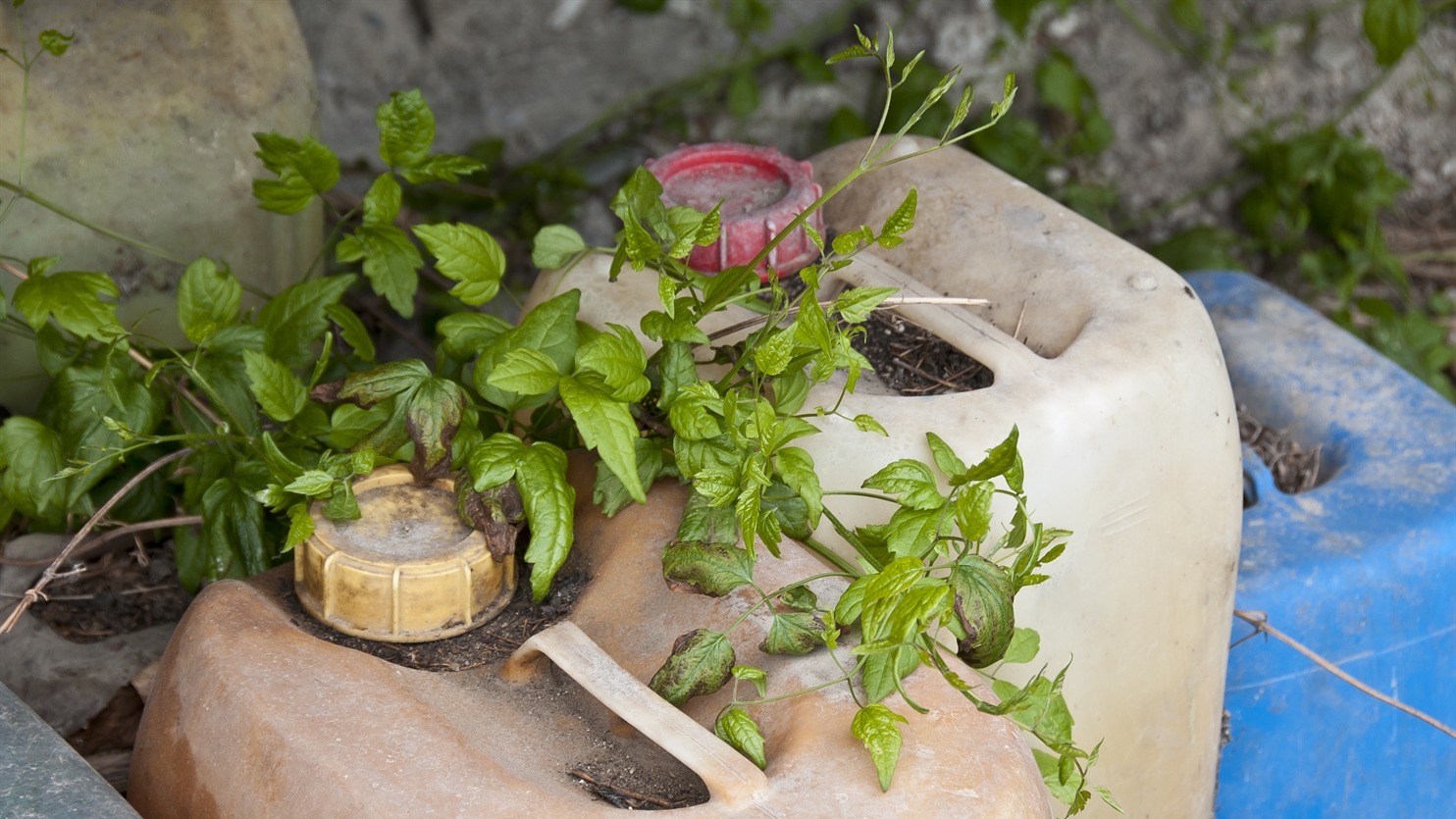 Chemisch afval in jerrycans met planten