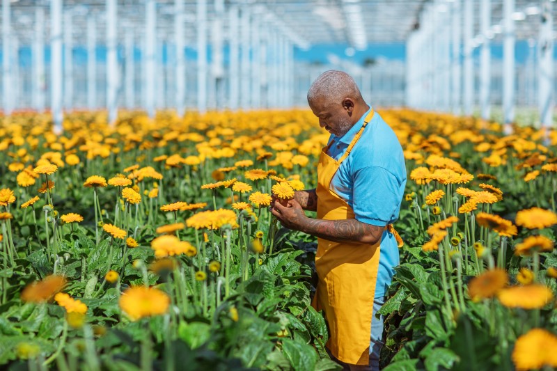 Medewerker inspecteert in een bloemenkas of de gerbera's klaar zijn om te worden geoogst, wat fysiek zwaar werk is.