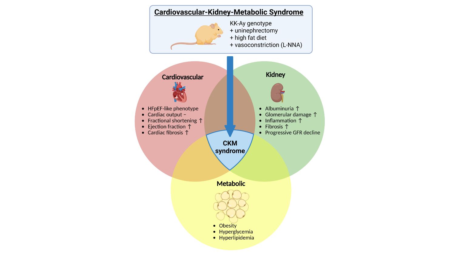 Mouse model CKM syndrome