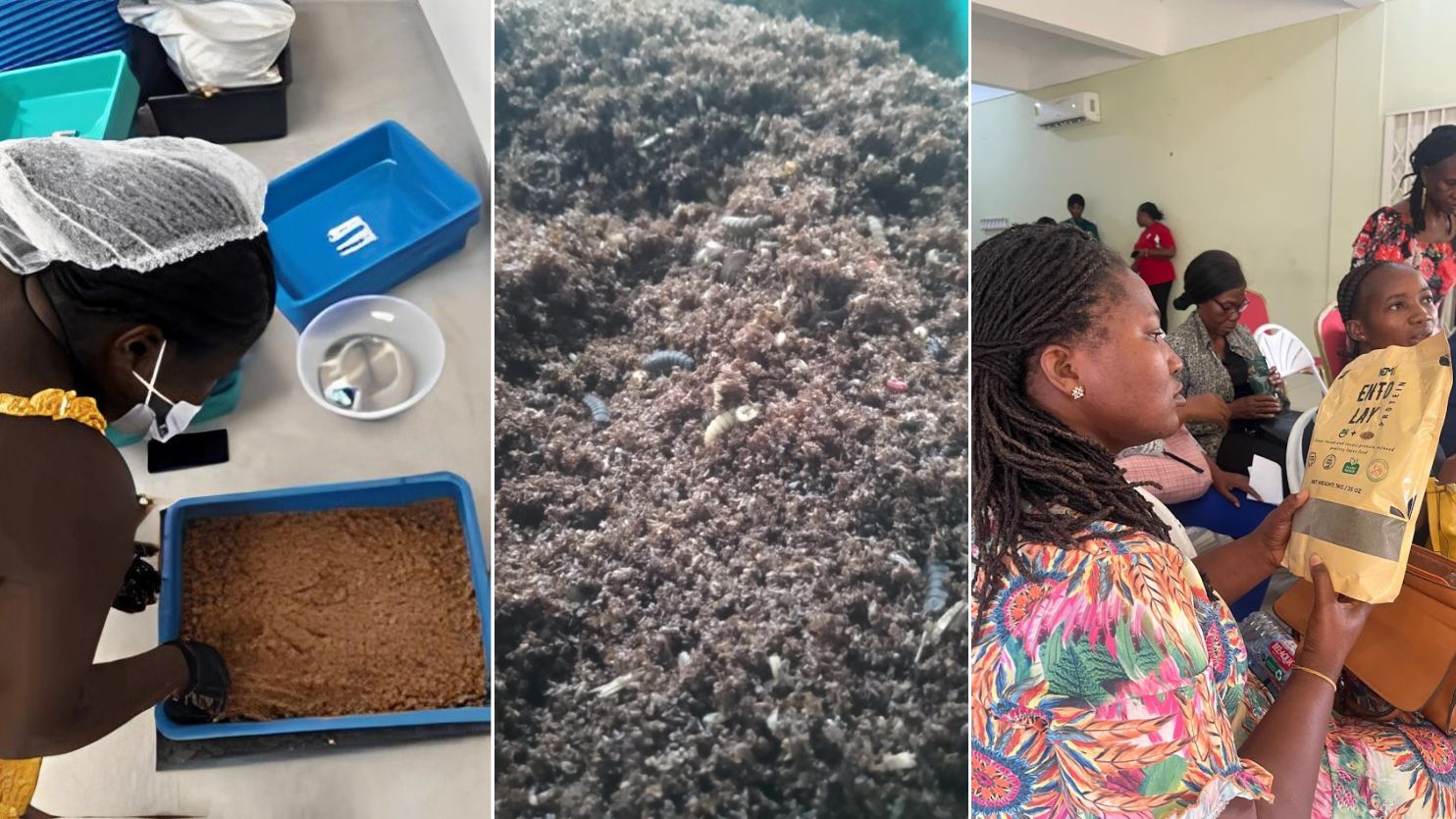 Entobox-ghana