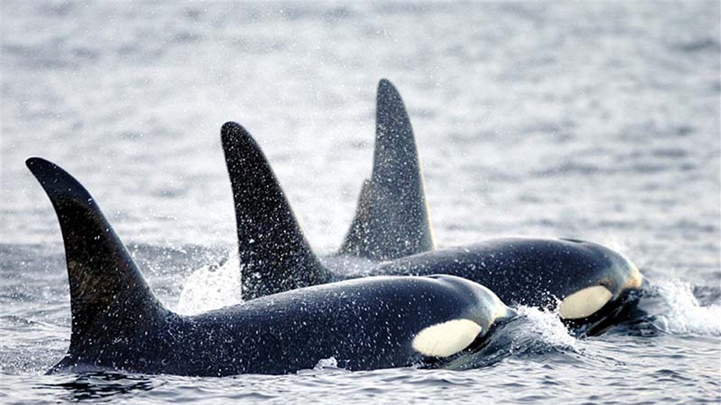 two orcas swim in the sea